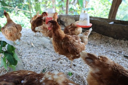 Vacunación de más de 388 millones de aves fortalece la sanidad avícola