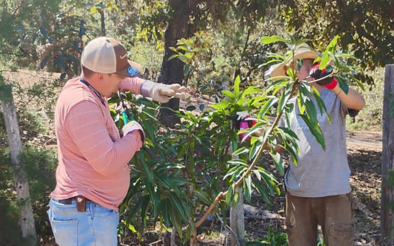 MAGA brinda capacitación a productores de cítricos y mango Tommy en Zacapa