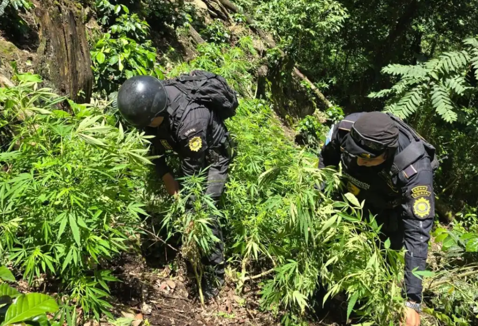 Erradicación de más de 6.7 millones de plantaciones ilícitas marca el combate al narcotráfico en 2025
