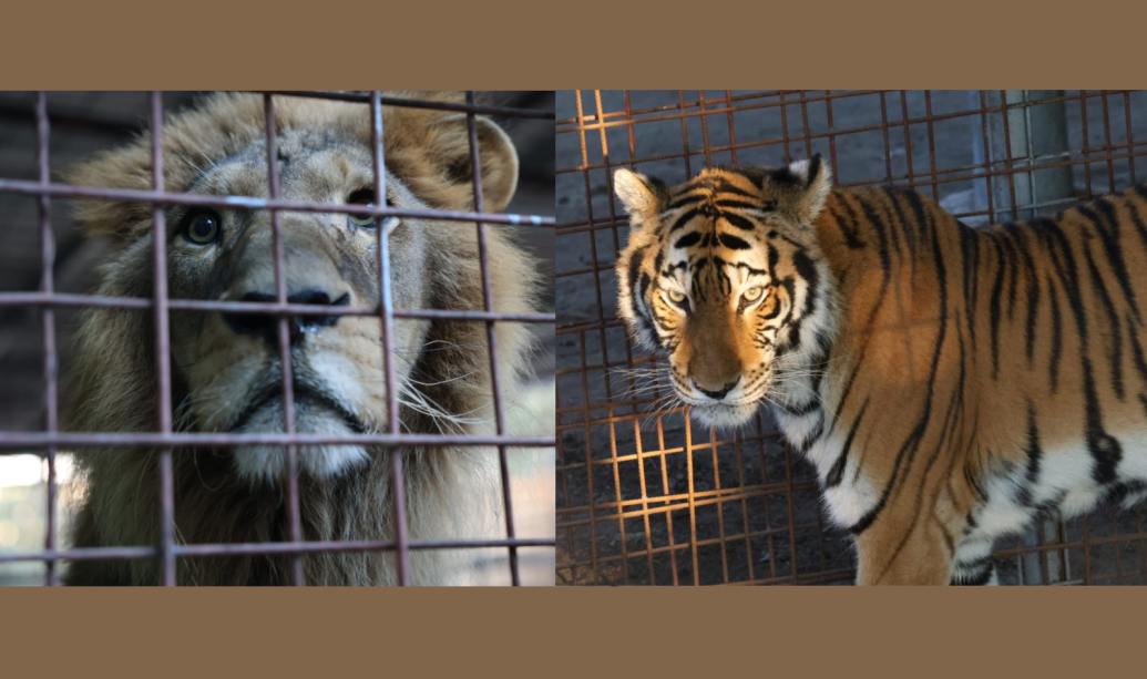 Conap decomisa tigre y león mantenidos ilegalmente en propiedad privada de El Progreso