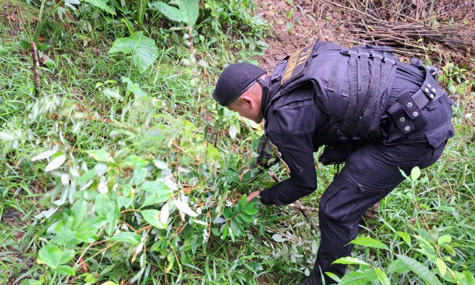 PNC erradica más de 41 mil plantas ilícitas en operativos del fin de semana