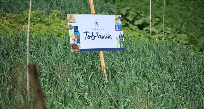 Crédito Tob’anik: 737 solicitudes de productores aprobadas en 2025