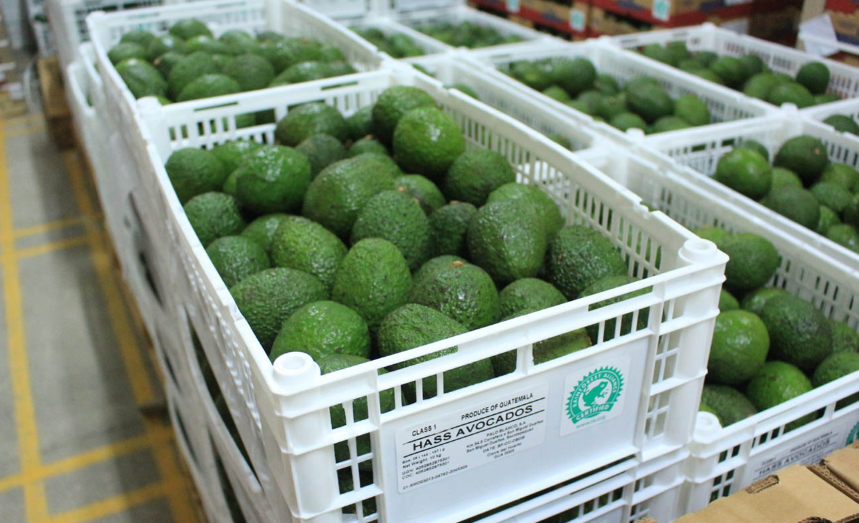 Guatemala avanza hacia la exportación de aguacate Hass a Estados Unidos