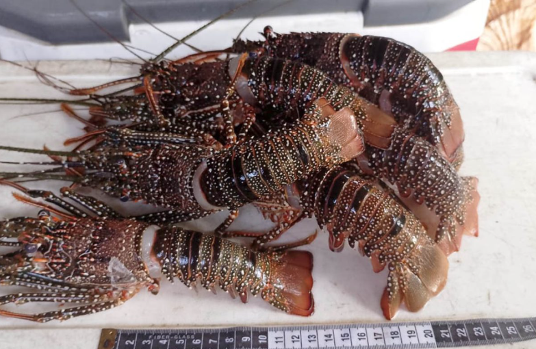 MAGA establece veda para proteger la langosta del Caribe