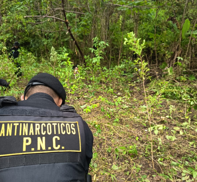 Fuerzas de seguridad erradican más 12 mil arbustos de coca en Petén