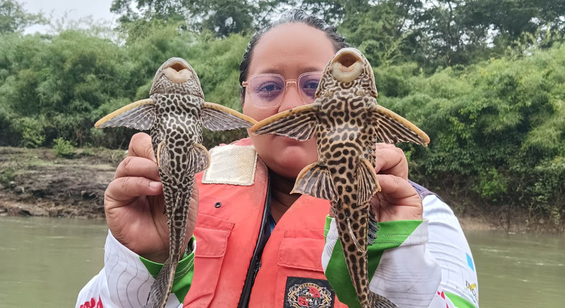 MAGA estudia especies de peces del río La Pasión