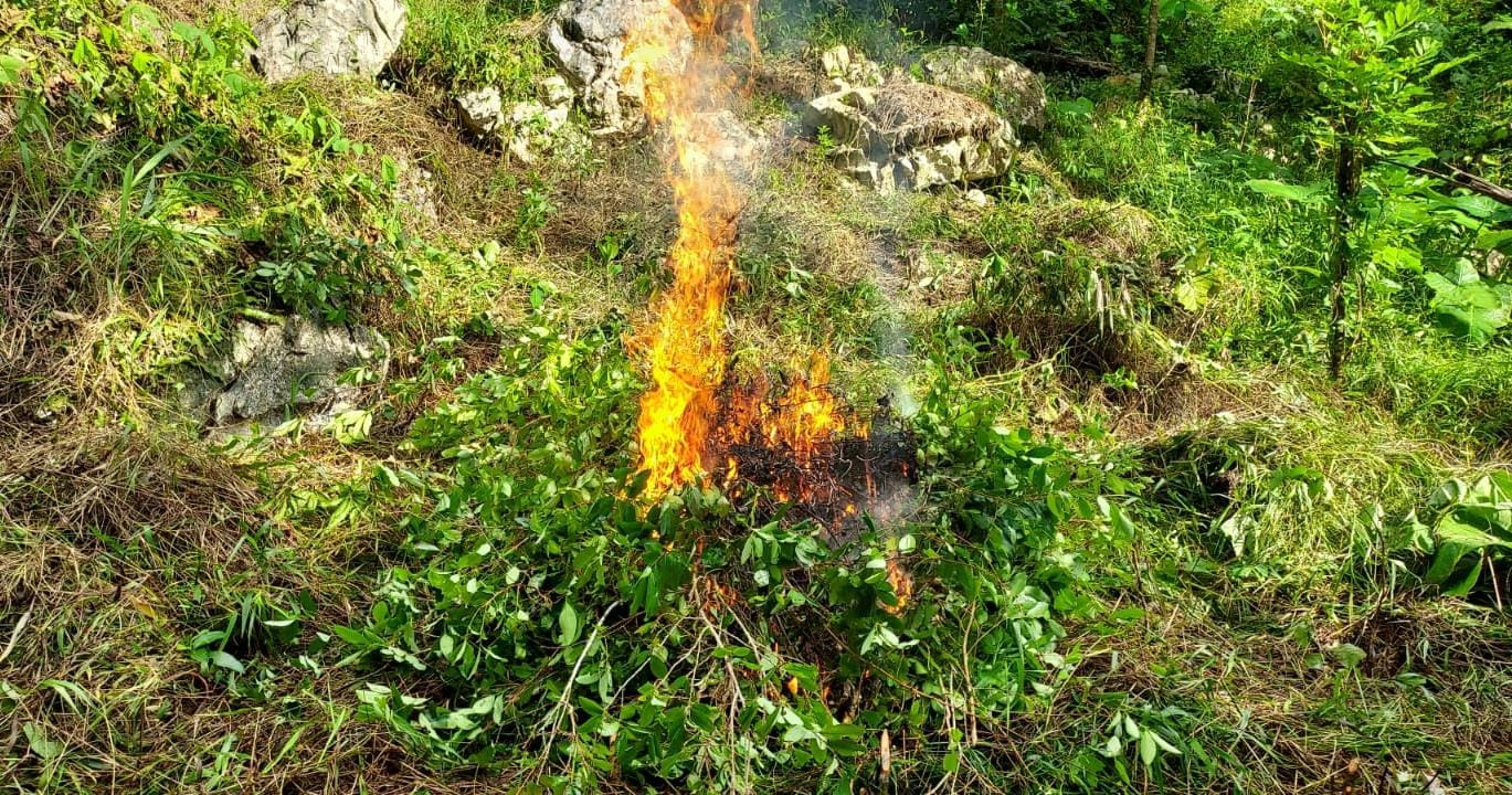 Destruyen 20 mil 400 arbustos de hoja de coca en caserío Bobila, San Luis, Petén