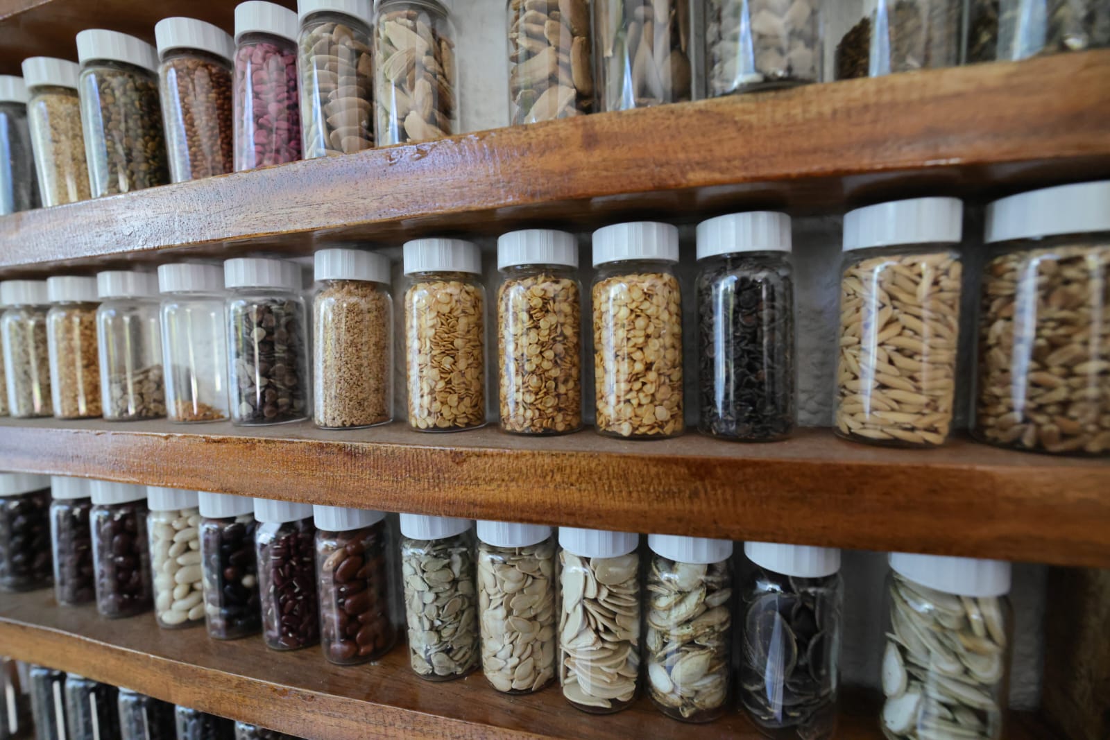 Por primera vez, Guatemala resguarda semillas en la Bóveda Global de Svalbard en Noruega