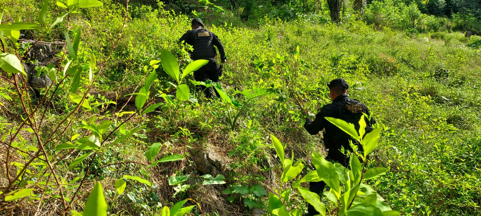 Erradican más de 16 mil arbustos de coca en Petén