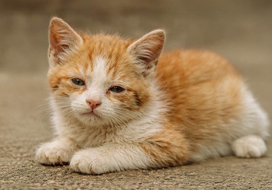 Panleucopenia felina: una amenaza silenciosa que puede prevenirse