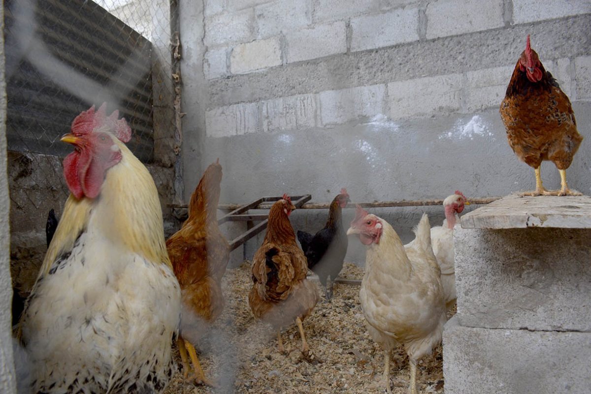 Crianza de gallinas de traspatio fortalece la seguridad alimentaria y la economía rural