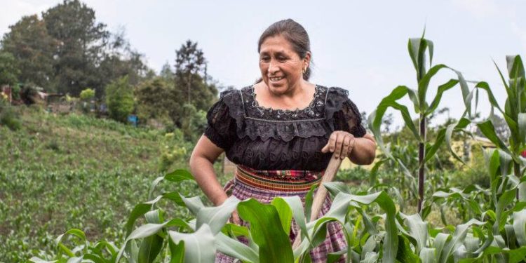 FAO pide 12 millones de dólares para atender crisis alimentaria en Guatemala