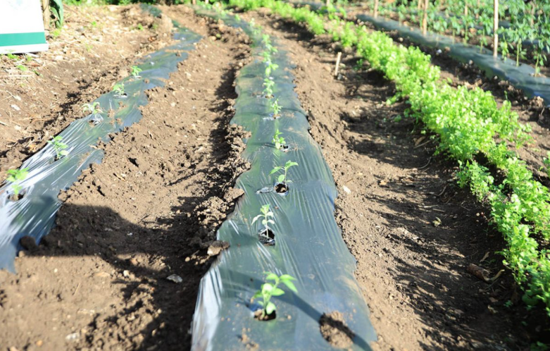 MAGA refuerza recomendaciones ante ingreso de frentes fríos que afectan al sector agropecuario