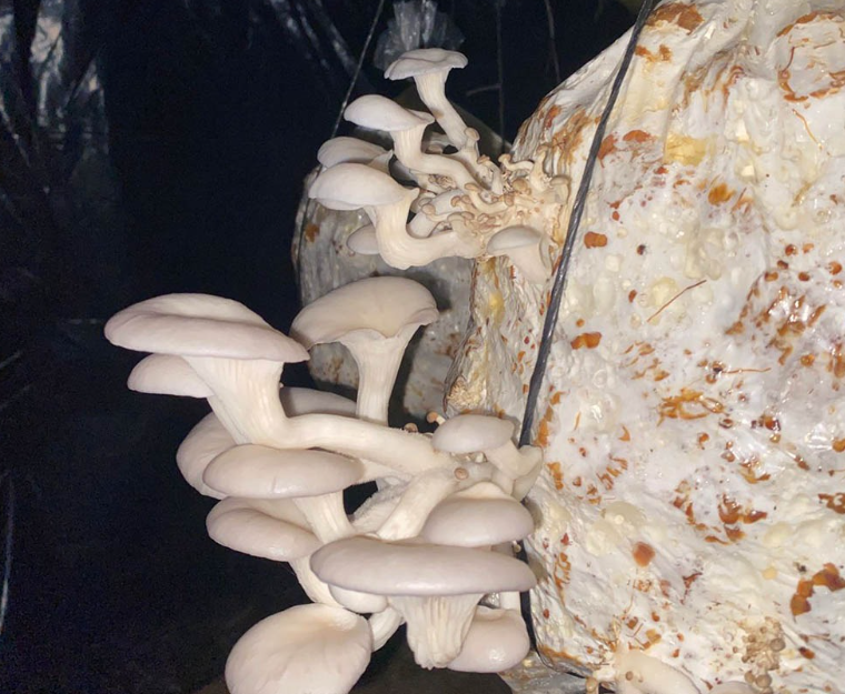 MAGA impulsa producción de hongo ostra como alternativa alimentaria y económica para familias rurales