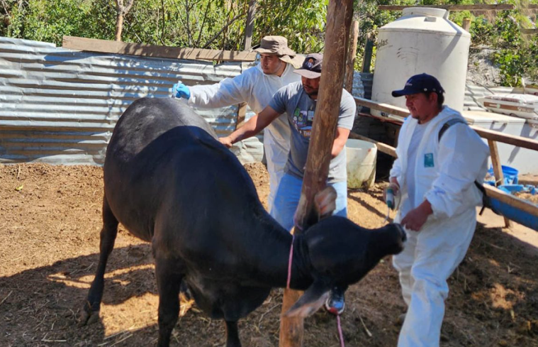 Jornada sanitaria refuerza sanidad porcina y bovina en Villa Nueva