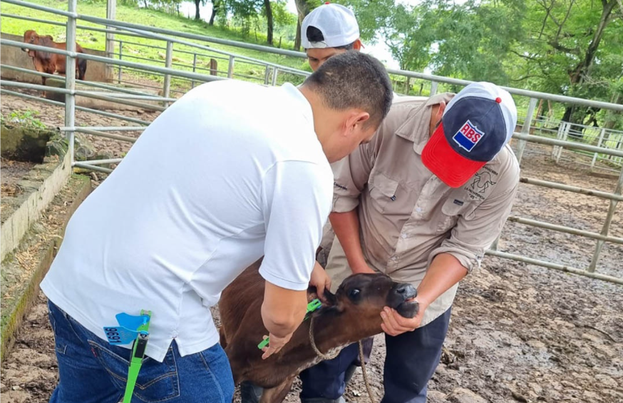 Sistema oficial de trazabilidad registra a más de 34 mil bovinos en el país