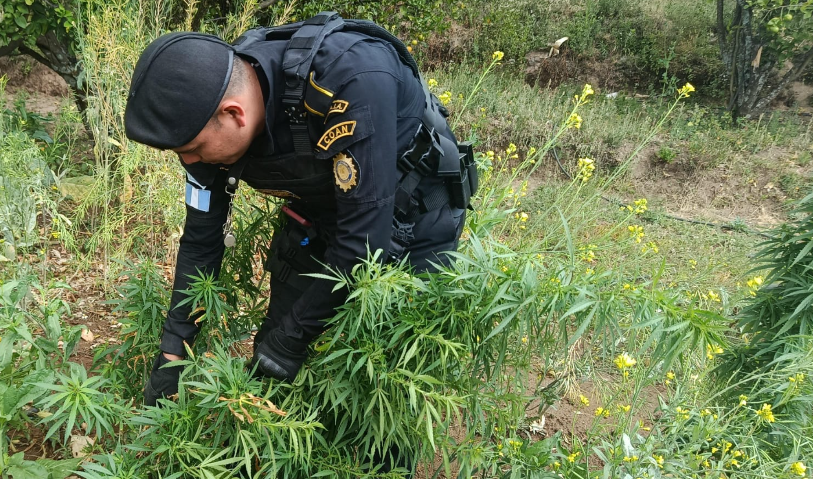 PNC intensifica lucha contra el narcotráfico con erradicación de cultivos de coca y marihuana