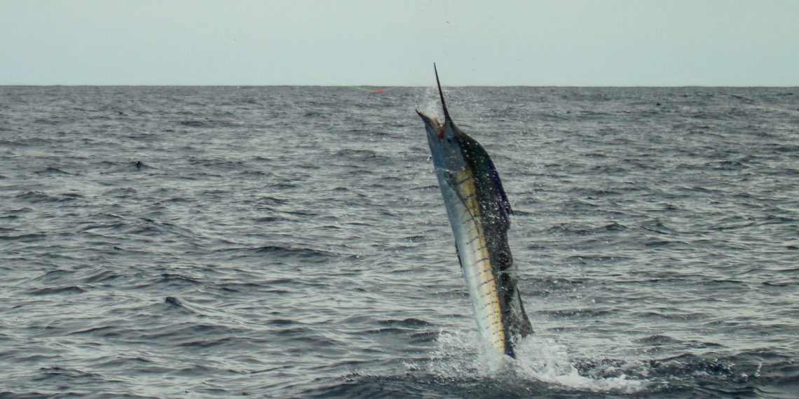 Conap alerta sobre la prohibición de venta de carne de animales silvestres durante la Cuaresma