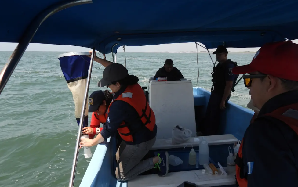 Insivumeh vigila zona marino-costera para identificar microalgas