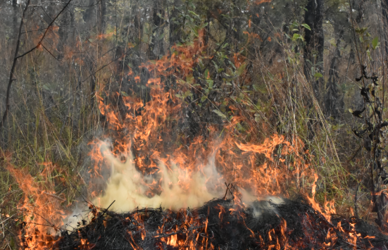 Prevención y manejo forestal, factores clave para reducir incendios en el país