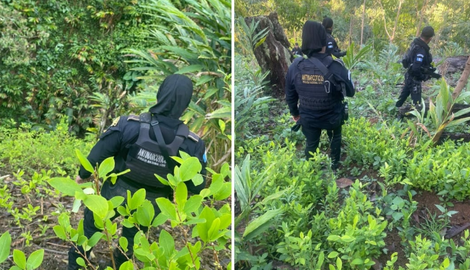 Más de 103 mil arbustos de coca fueron erradicados en Alta Verapaz