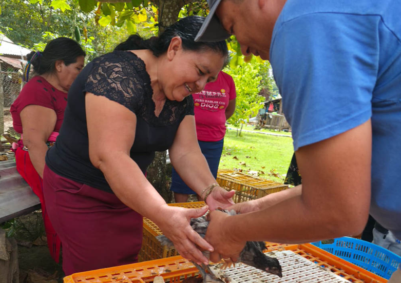 MAGA entrega más de mil 300 aves mejoradas a familias de Petén para fortalecer la economía rural