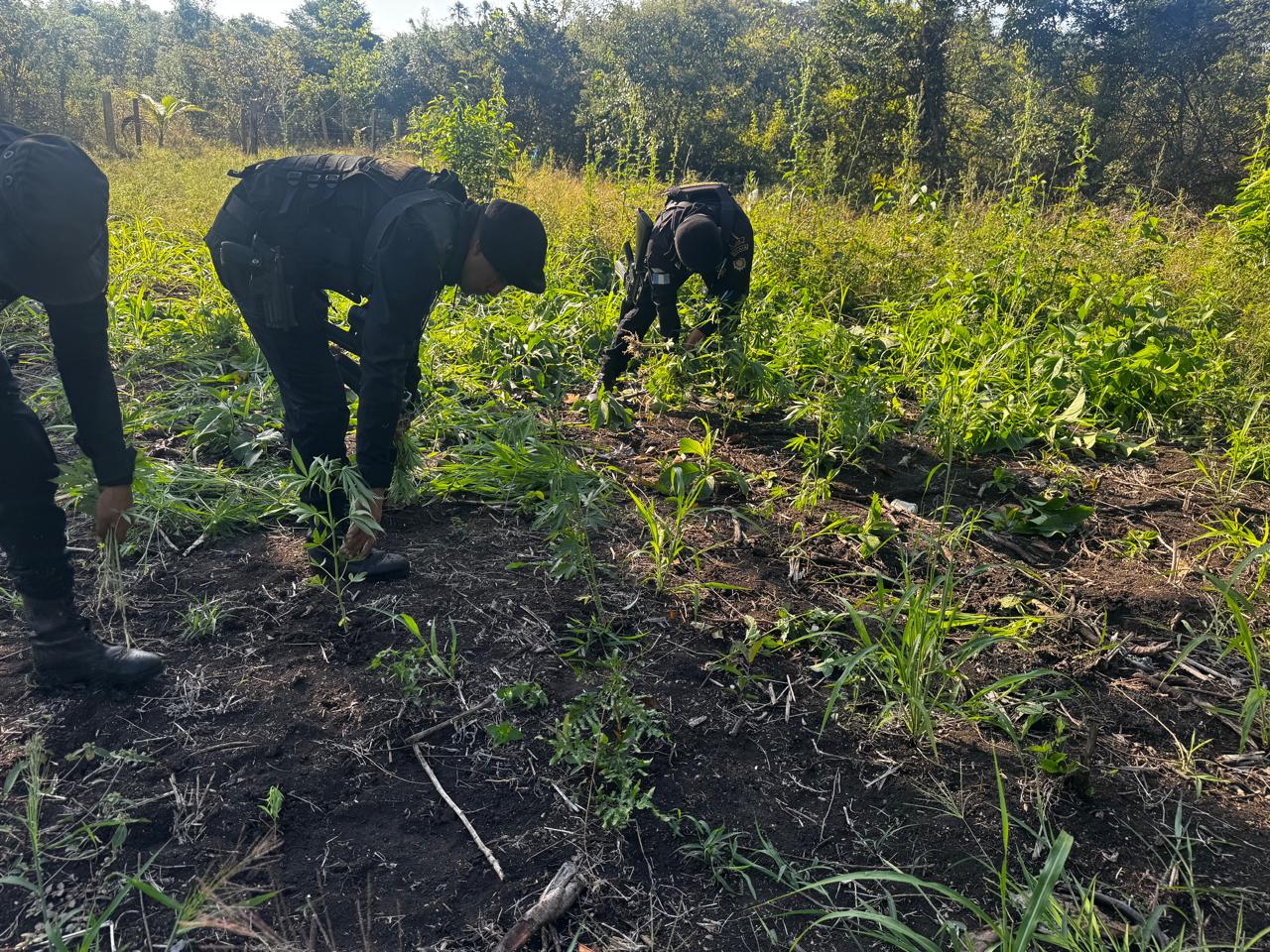 PNC erradica más de 19 mil matas de marihuana en Las Cruces