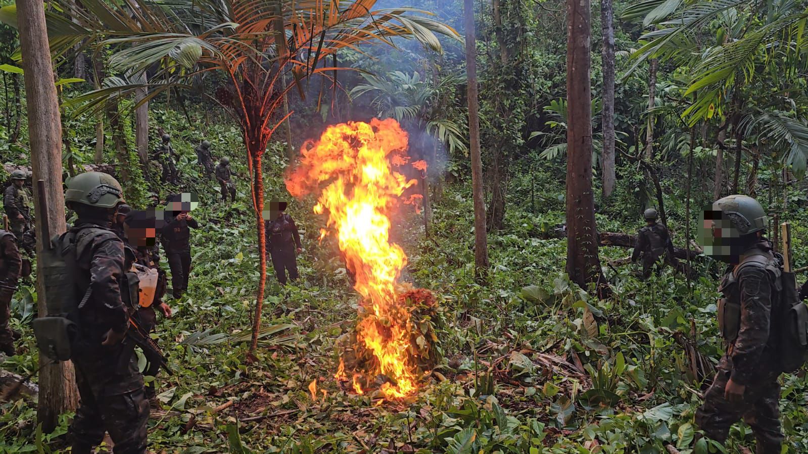 Erradican más de 46 mil arbustos de coca en San Luis, Petén