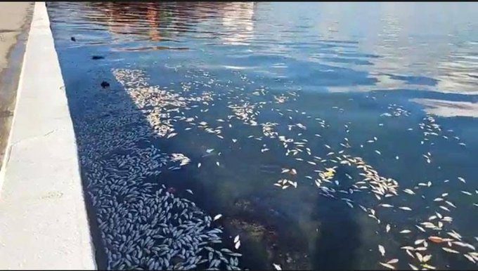Investigan la muerte masiva de peces en Puerto Barrios