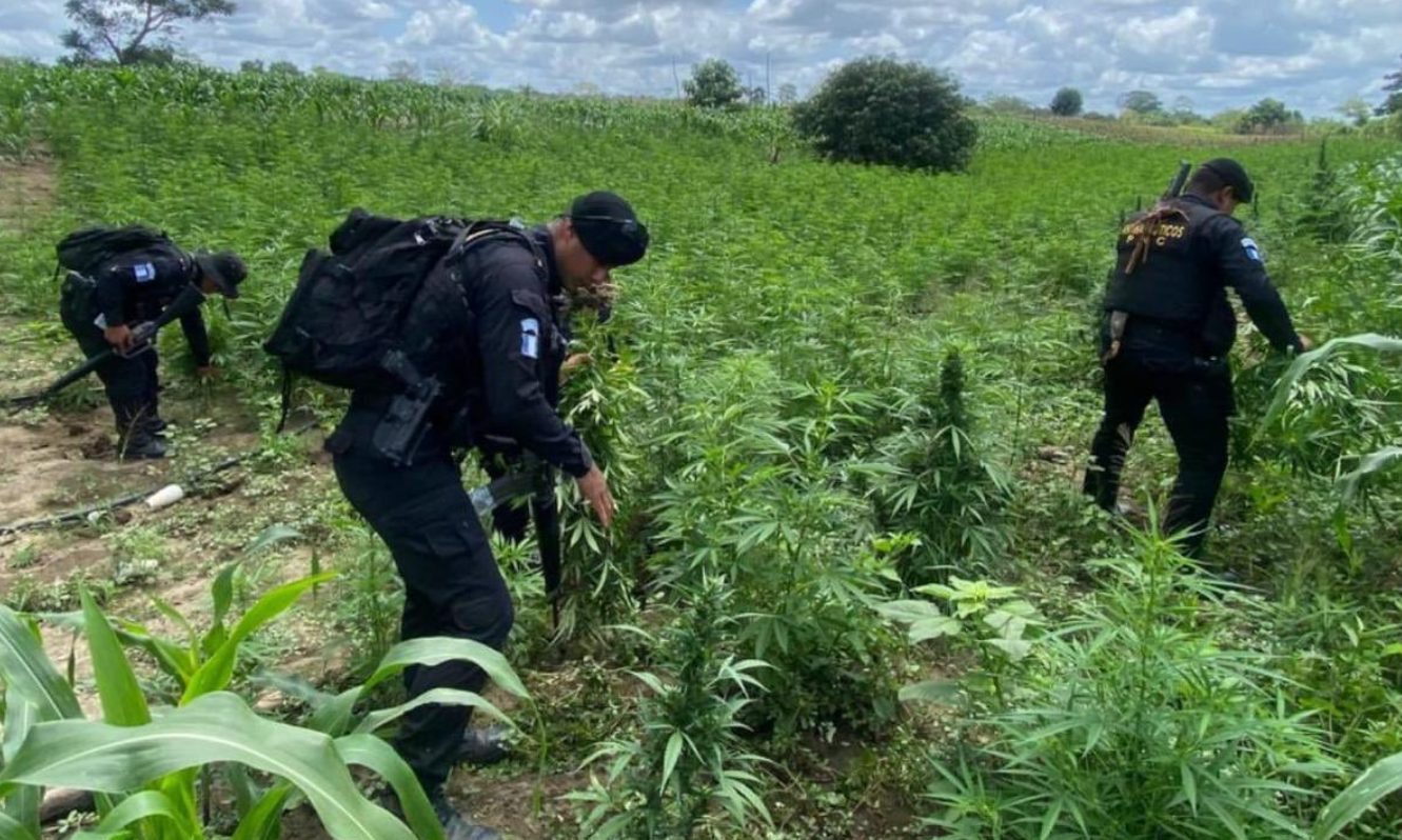 Erradican más de 78 mil plantas de marihuana en Las Cruces, Petén