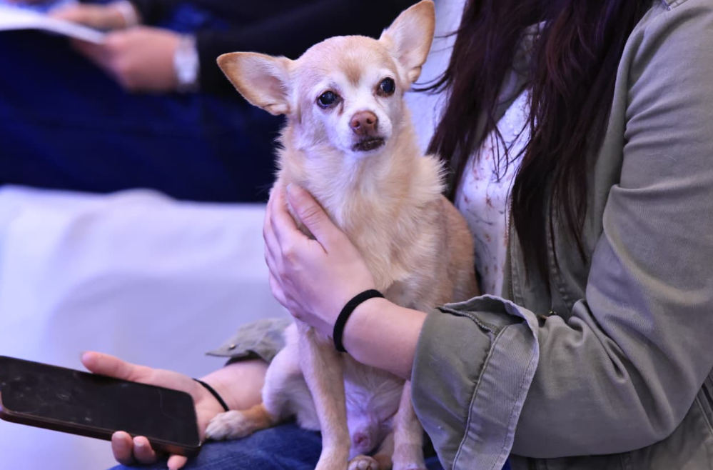 MAGA lanza aplicación UBApp para denunciar casos de maltrato animal