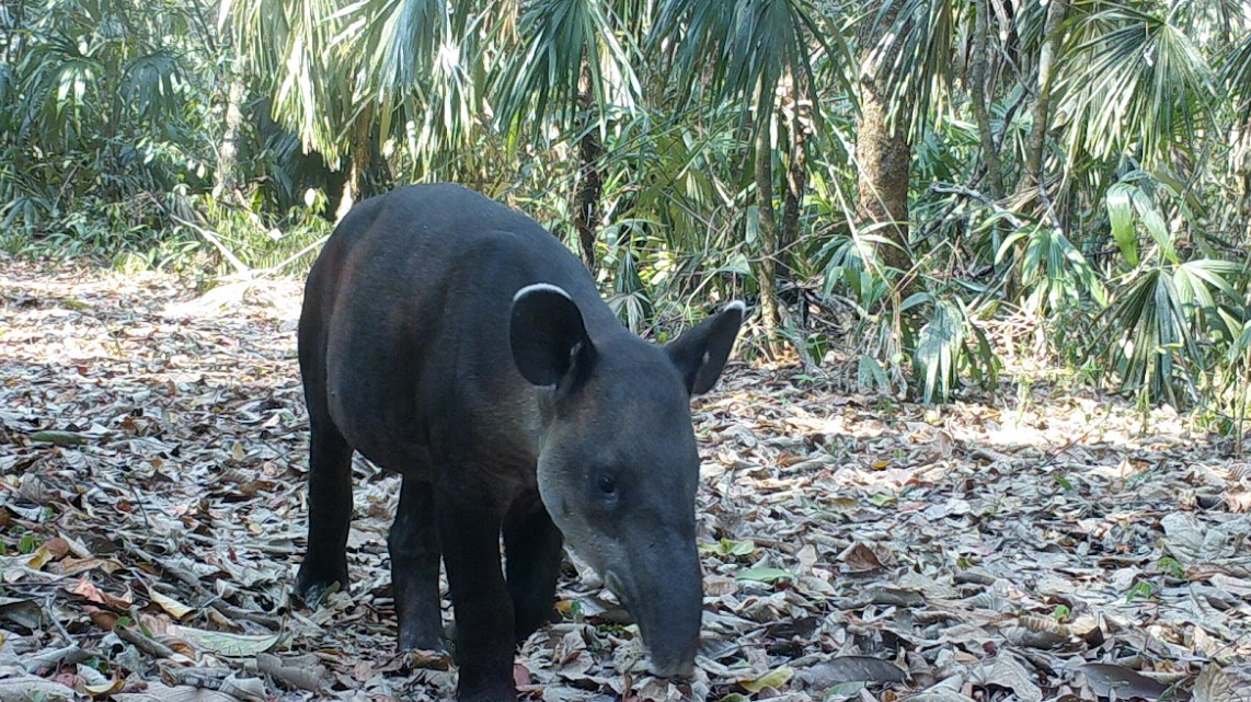 Conap resalta la importancia de conservar al Tapir, una de las especies más emblemáticas, y su hábitat