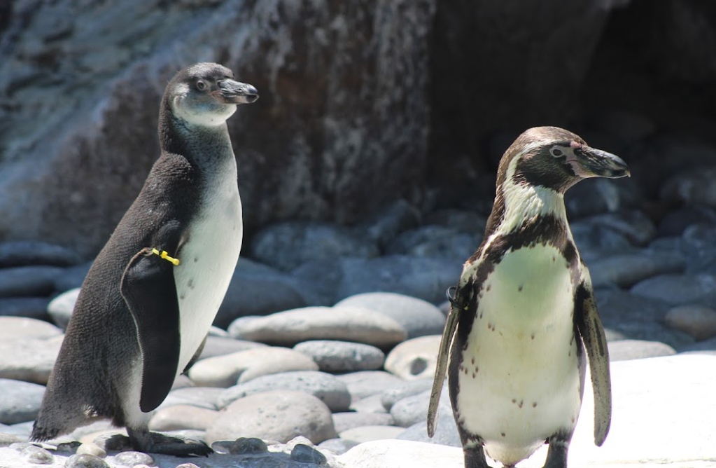 Nuevas crías de pingüinos de Humboldt fueron presentadas en el Zoológico La Aurora