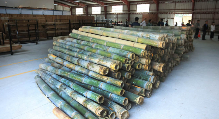 MAGA amplía plazo de inscripción para iniciativa de créditos de carbono en bambú