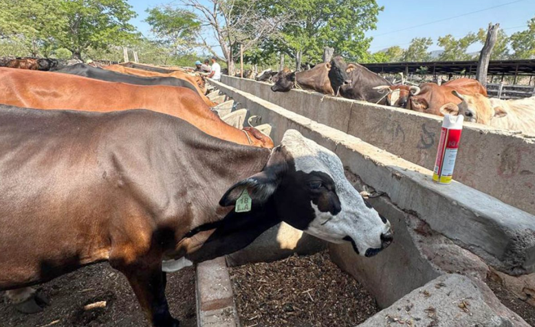 MAGA emite recomendaciones ante altas temperaturas que afectan al sector agropecuario