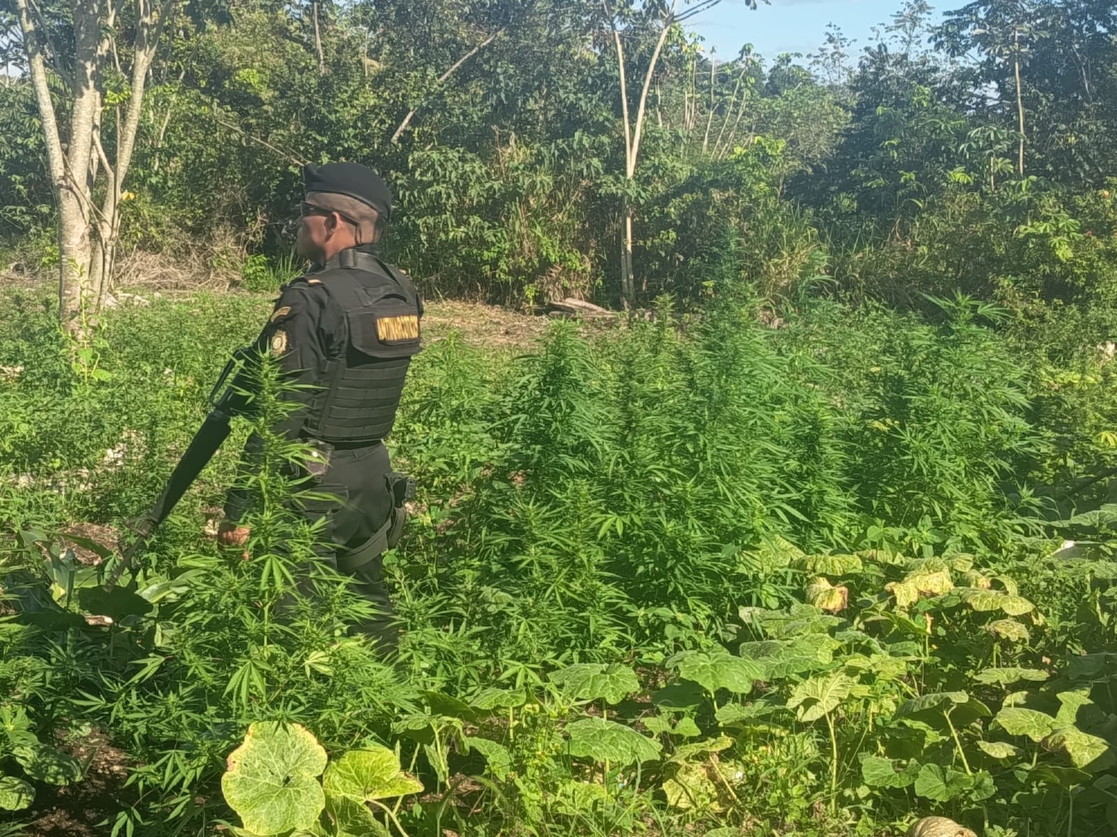 Erradican plantación de marihuana valorada en más de 10 millones de quetzales en Petén