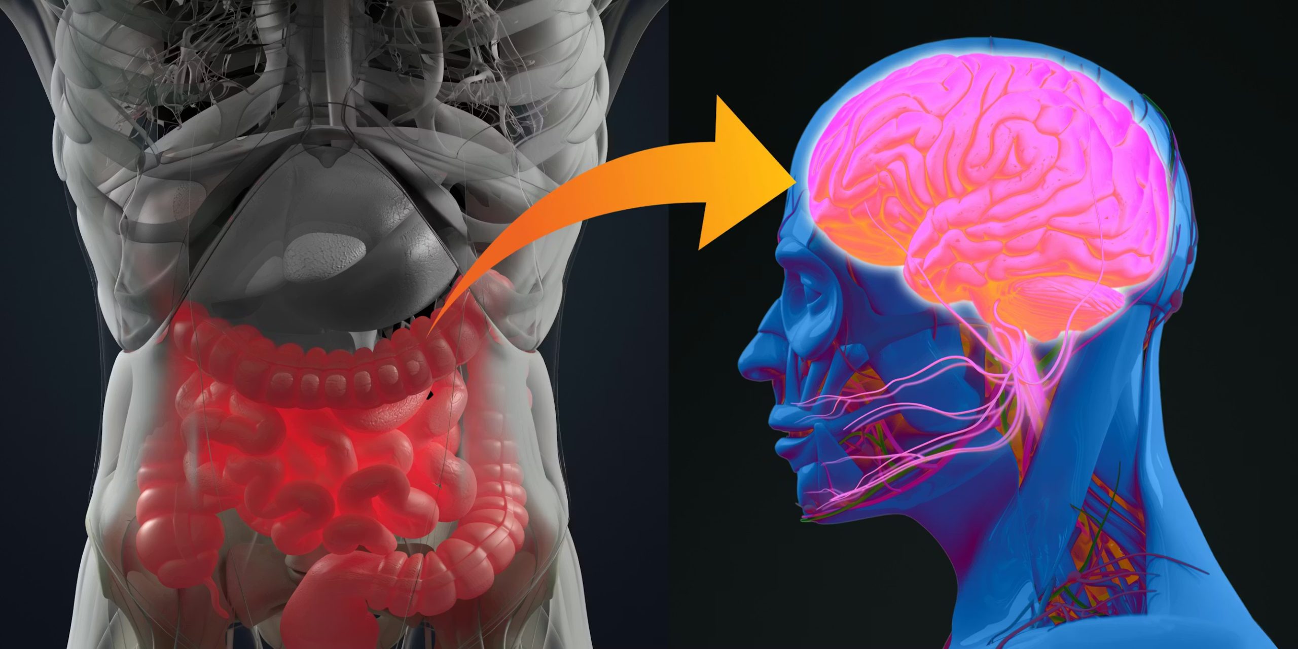 La microbiota intestinal puede revelar el riesgo de padecer párkinson