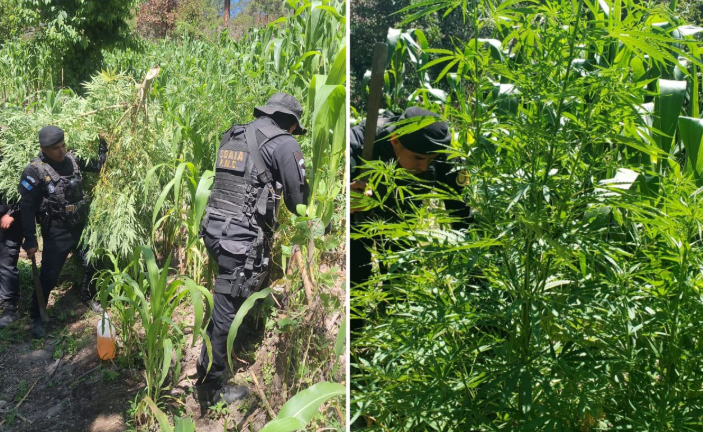 Lucha contra el narcotráfico logra 2.6 millones de matas de marihuana erradicadas
