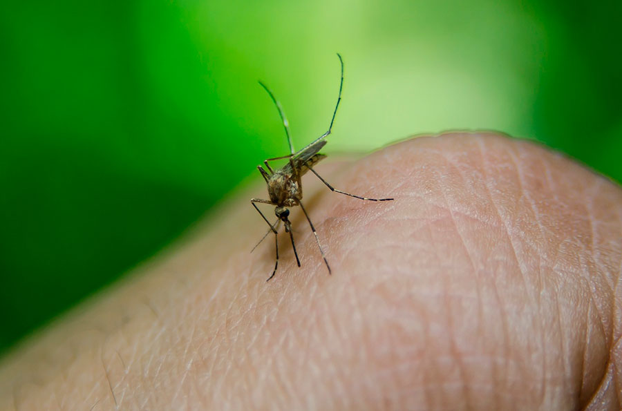 Salud mantiene vigilancia epidemiológica y prevención de enfermedades virales
